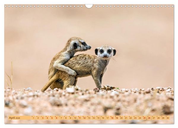 Produktbild: Afrikas Tierwelt - Erdm&auml;nnchen (Wandkalender 2026 DIN A3 quer), CALVENDO Monatskalender