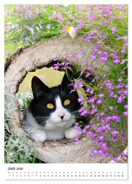 Produktbild: COUNTRY CATS (hochwertiger Premium Wandkalender 2026 DIN A2 hoch), Kunstdruck in Hochglanz