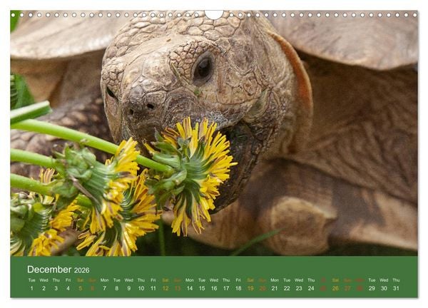 Produktbild: African spurred tortoises (Wall Calendar 2026 DIN A3 landscape), CALVENDO 12 Month Wall Calendar
