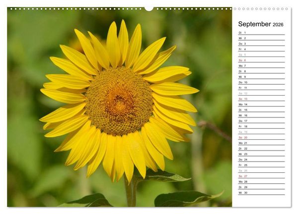 Produktbild: Ein Jahr lang Sonnenblumen (Wandkalender 2026 DIN A2 quer), CALVENDO Monatskalender