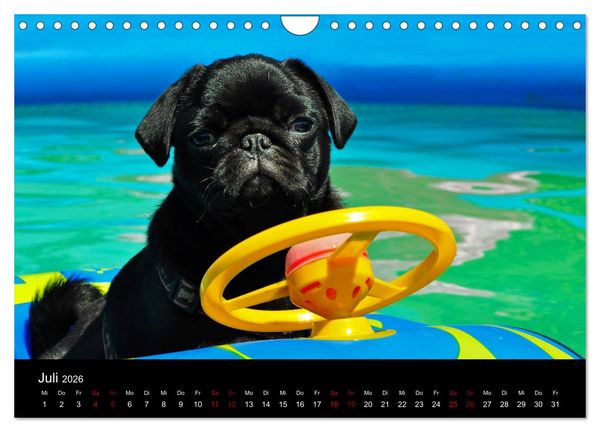 Produktbild: Alles Mops-Kalender 2026 (Wandkalender 2026 DIN A4 quer), CALVENDO Monatskalender