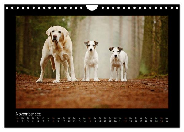 Produktbild: Die Parsons (Wandkalender 2026 DIN A4 quer), CALVENDO Monatskalender