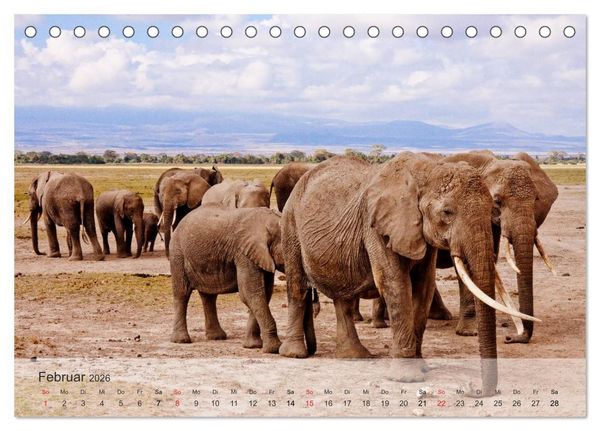 Produktbild: Afrikas sch&ouml;ne Tierwelt (Tischkalender 2026 DIN A5 quer), CALVENDO Monatskalender