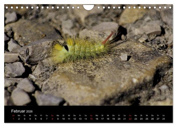 Produktbild: Faszination Schmetterlingsraupen (Wandkalender 2026 DIN A4 quer), CALVENDO Monatskalender