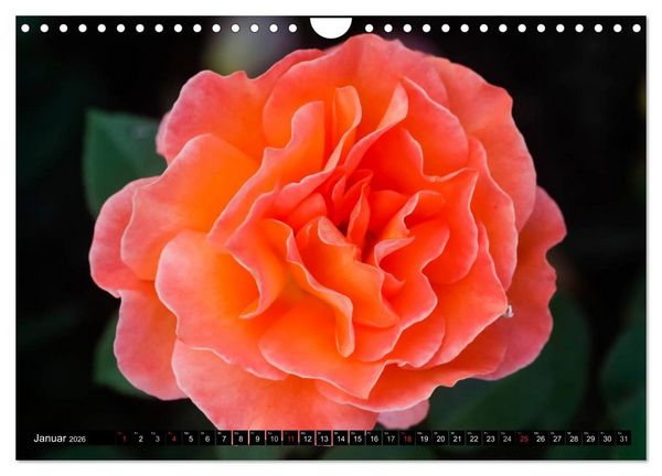 Produktbild: Rosen nat&uuml;rlich sch&ouml;n (Wandkalender 2026 DIN A4 quer), CALVENDO Monatskalender