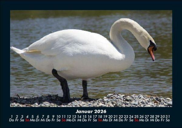 Produktbild: Vogelparadies 2026 Fotokalender DIN A5