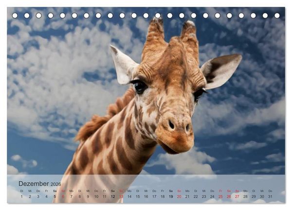 Produktbild: Afrikas sch&ouml;ne Tierwelt (Tischkalender 2026 DIN A5 quer), CALVENDO Monatskalender