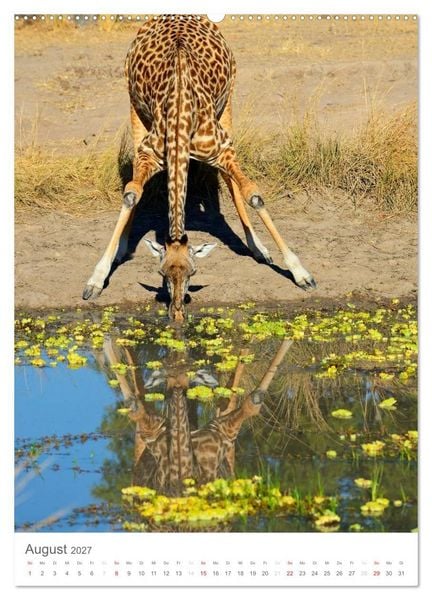 Produktbild: Magie des Augenblicks - Giraffen - Riesen der Savanne (Wandkalender 2027 DIN A2 hoch), CALVENDO Monatskalender
