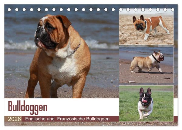 Produktbild: Bulldoggen - Englische und Franz&ouml;sische Bulldoggen (Tischkalender 2026 DIN A5 quer), CALVENDO Monatskalender
