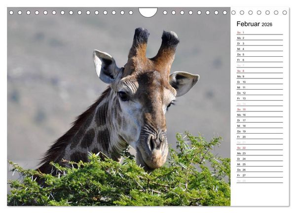 Produktbild: S&uuml;dafrika - Big 5 und mehr (Wandkalender 2026 DIN A4 quer), CALVENDO Monatskalender
