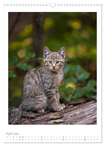 Produktbild: European Wildcats (Wall Calendar 2026 DIN A3 portrait), CALVENDO 12 Month Wall Calendar