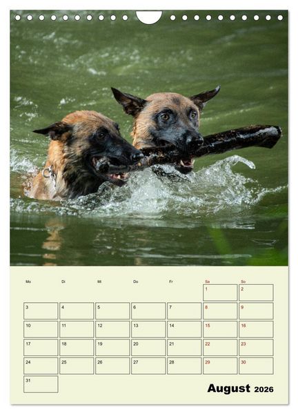 Produktbild: Malinois verl&auml;ssliche Begleiter (Wandkalender 2026 DIN A4 hoch), CALVENDO Monatskalender
