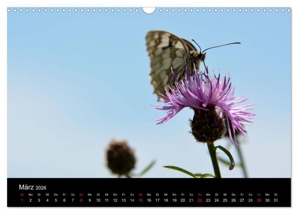 Produktbild: Schmetterlinge in Deutschland (Wandkalender 2026 DIN A3 quer), CALVENDO Monatskalender