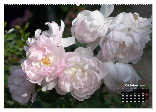 Produktbild: Magie der Rosen (hochwertiger Premium Wandkalender 2026 DIN A2 quer), Kunstdruck in Hochglanz