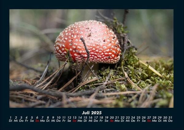 Produktbild: Pilzkalender 2025 Fotokalender DIN A4