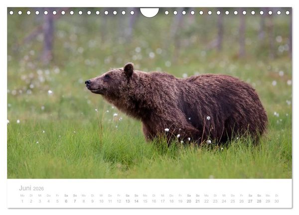 Produktbild: Braunb&auml;ren - pelzige Riesen in Finnlands W&auml;ldern (Wandkalender 2026 DIN A4 quer), CALVENDO Monatskalender