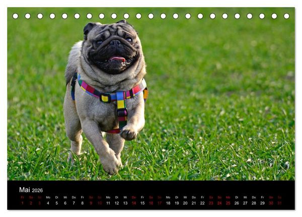 Produktbild: Alles Mops-Kalender 2026 (Tischkalender 2026 DIN A5 quer), CALVENDO Monatskalender