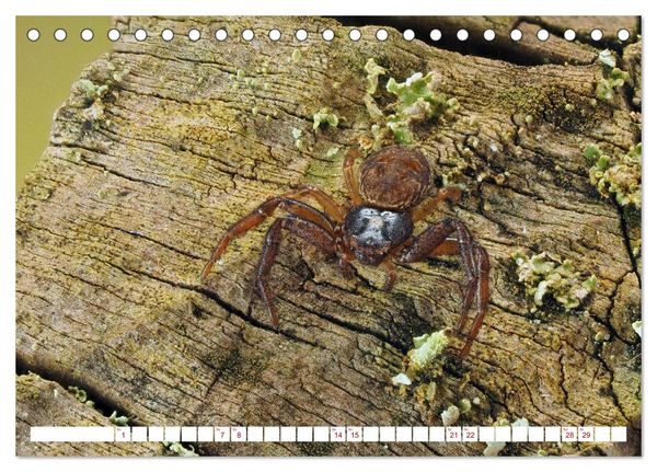 Produktbild: Spinnen in Deutschland (Tischkalender 2026 DIN A5 quer), CALVENDO Monatskalender