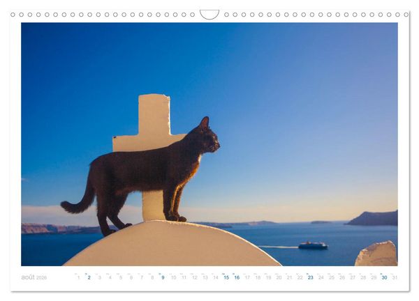 Produktbild: Chats des &icirc;les (Calendrier mural 2026 DIN A3 vertical), CALVENDO calendrier mensuel