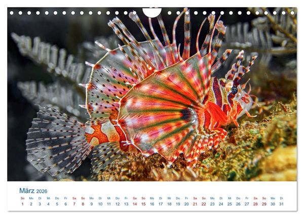 Produktbild: Die Farben im Meer (Wandkalender 2026 DIN A4 quer), CALVENDO Monatskalender