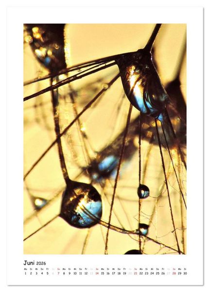 Produktbild: Die Pusteblume neu erleben (Wandkalender 2026 DIN A3 hoch), CALVENDO Monatskalender