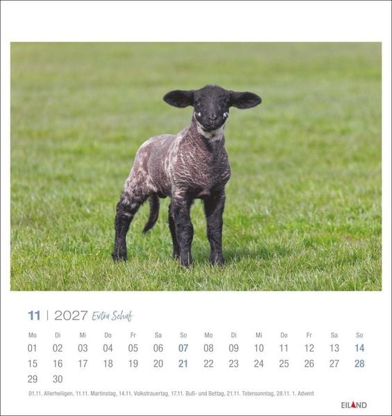 Produktbild: Extra Schaf Postkartenkalender 2027