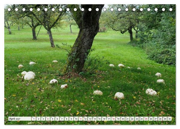 Produktbild: Pilze - tolle Funde (Tischkalender 2027 DIN A5 quer), CALVENDO Monatskalender