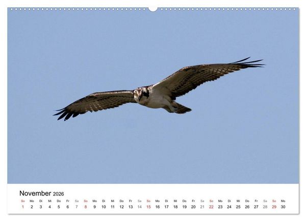 Produktbild: Heimische Tierwelt (Wandkalender 2026 DIN A2 quer), CALVENDO Monatskalender