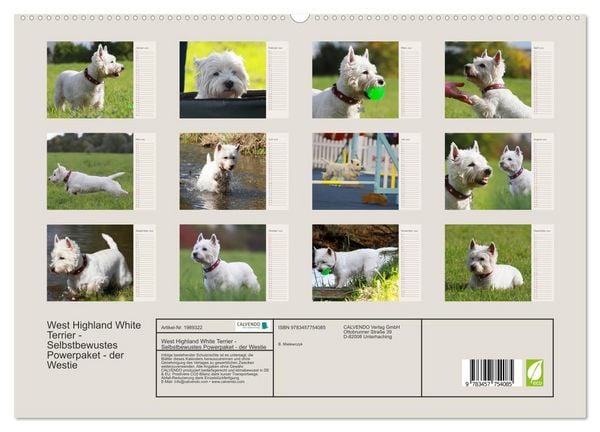 Produktbild: West Highland White Terrier - Selbstbewustes Powerpaket - der Westie (hochwertiger Premium Wandkalender 2026 DIN A2 quer), Kunstdruck in Hochglanz