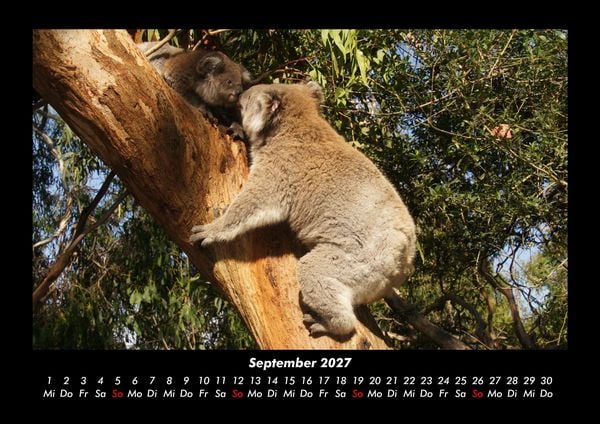 Produktbild: Koala 2027 Fotokalender DIN A3
