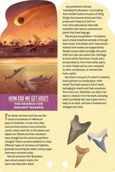 Produktbild: Fandex Kids: Sharks