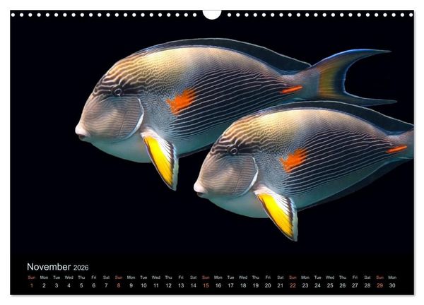 Produktbild: Water Dreams-journey through the sea (Wall Calendar 2026 DIN A3 landscape), CALVENDO 12 Month Wall Calendar