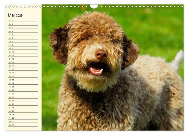 Produktbild: Lagotto Romagnolo - Italienischer Tr&uuml;ffelhund (Wandkalender 2026 DIN A3 quer), CALVENDO Monatskalender