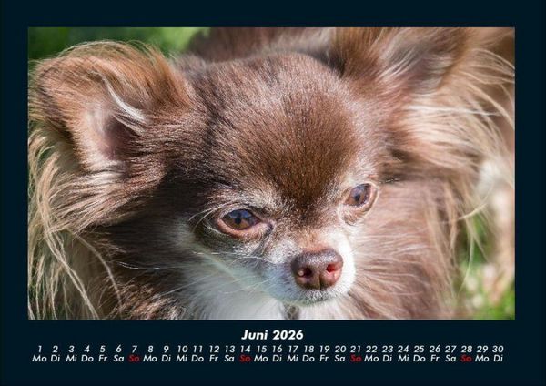 Produktbild: Hundezauber 2026 Fotokalender DIN A4