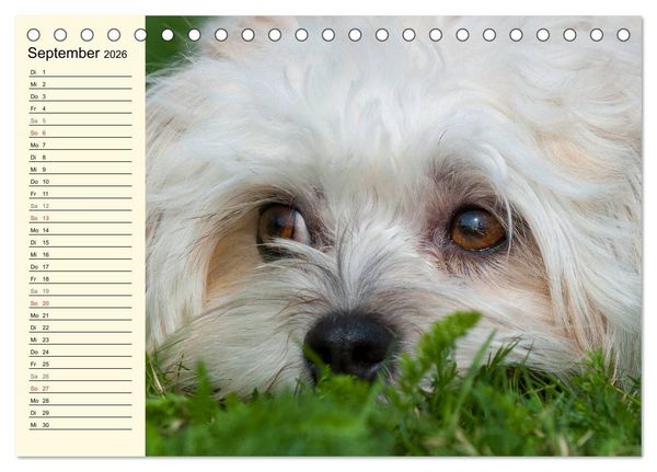 Produktbild: Kobolde auf 4 Pfoten - Bolonka Zwetna (Tischkalender 2026 DIN A5 quer), CALVENDO Monatskalender
