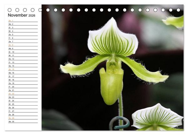 Produktbild: Prachtvolle Orchideen (Tischkalender 2026 DIN A5 quer), CALVENDO Monatskalender