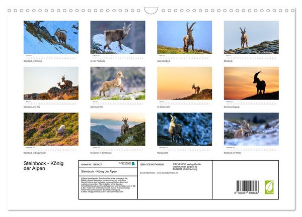 Produktbild: Steinbock - K&ouml;nig der Alpen (Wandkalender 2026 DIN A3 quer), CALVENDO Monatskalender