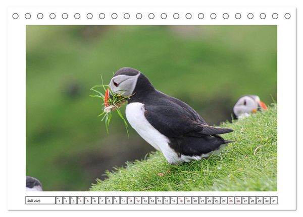 Produktbild: Papageientaucher 2026 - Magische V&ouml;gel des Nordmeers (Tischkalender 2026 DIN A5 quer), CALVENDO Monatskalender