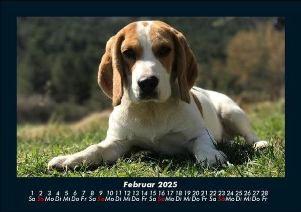 Produktbild: Hunde 2025 Fotokalender DIN A5