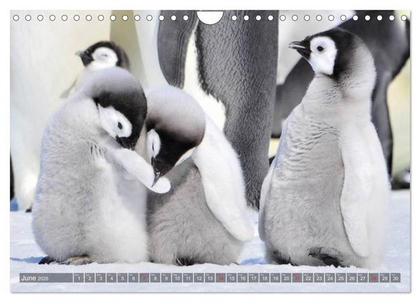 Produktbild: Penguins Unique and amazing birds (Wall Calendar 2026 DIN A4 landscape), CALVENDO 12 Month Wall Calendar