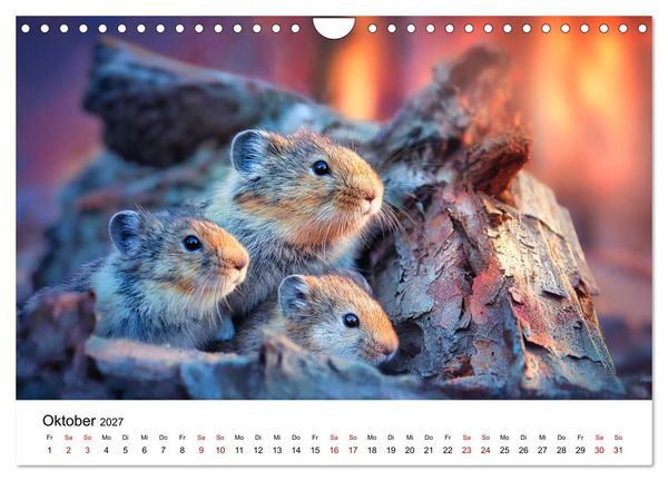 Produktbild: Lemminge - Kleine Helden der Tundra (Wandkalender 2027 DIN A4 quer), CALVENDO Monatskalender