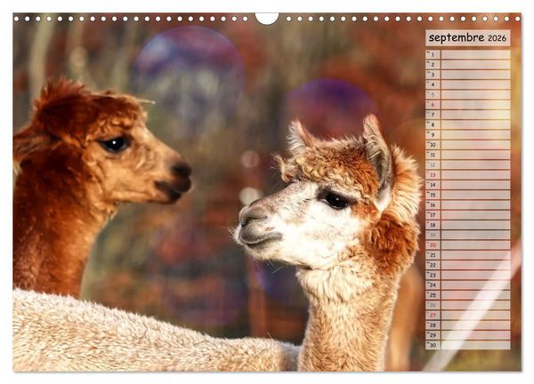 Produktbild: Alpagas, doudous aux coiffures sauvages (Calendrier mural 2026 DIN A3 vertical), CALVENDO calendrier mensuel