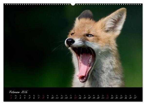 Produktbild: Rotfuchs - Impressionen (Wandkalender 2026 DIN A2 quer), CALVENDO Monatskalender