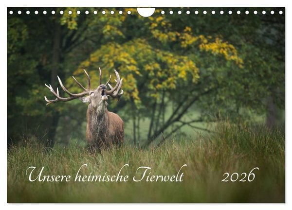 Produktbild: Unsere heimische Tierwelt (Wandkalender 2026 DIN A4 quer), CALVENDO Monatskalender