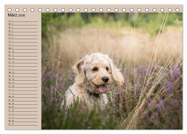 Produktbild: Ein Labradoodle-Welpe in der Heide (Tischkalender 2026 DIN A5 quer), CALVENDO Monatskalender