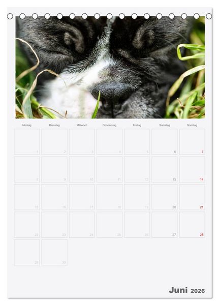 Produktbild: Boston Terrier der Hund 2026 (Tischkalender 2026 DIN A5 hoch), CALVENDO Monatskalender