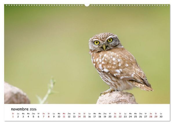 Produktbild: La vie des chouettes, les dames de la nuit (Calendrier mural 2026 DIN A2 vertical), CALVENDO calendrier mensuel