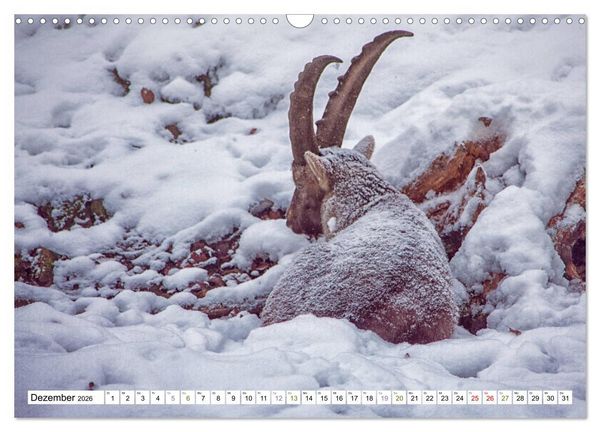 Produktbild: Steinb&ouml;cke - imposante Tiere (Wandkalender 2026 DIN A3 quer), CALVENDO Monatskalender