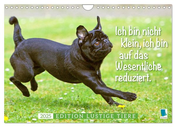 Der Mops: Nicht klein, sondern aufs Wesentliche reduziert. Edition lustige Tiere (Wandkalender 2025 DIN A4 quer), CALVEN