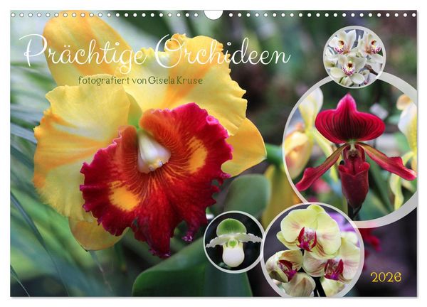 Produktbild: Pr&auml;chtige Orchideen (Wandkalender 2026 DIN A3 quer), CALVENDO Monatskalender